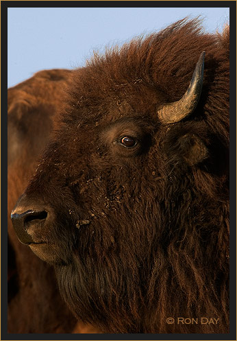 View of Head of  American Bison (Bos bison)